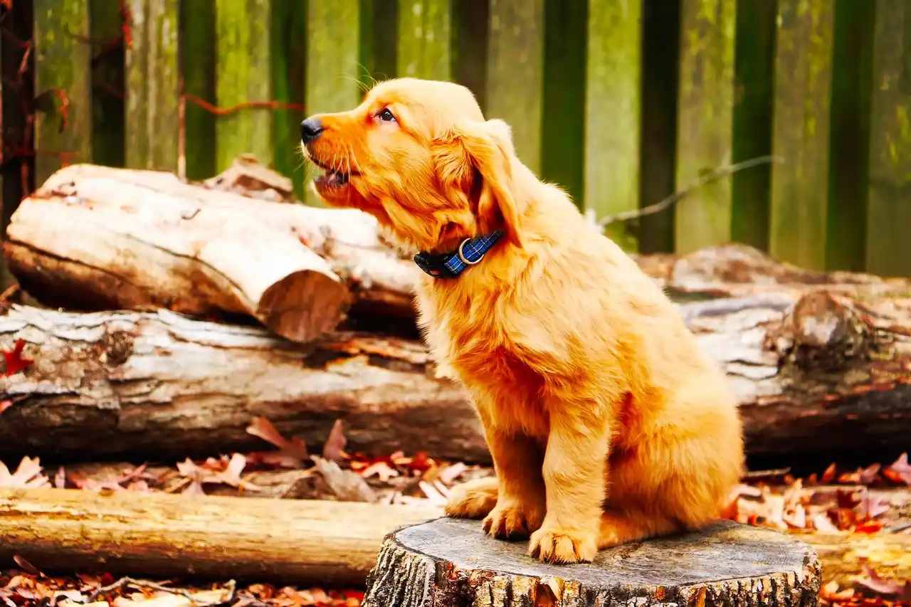 chien qui pleure la nuit