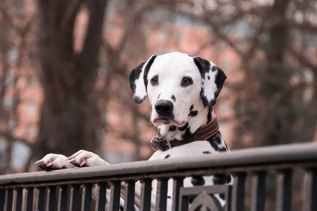 Dalmatien debout sur une barrière 