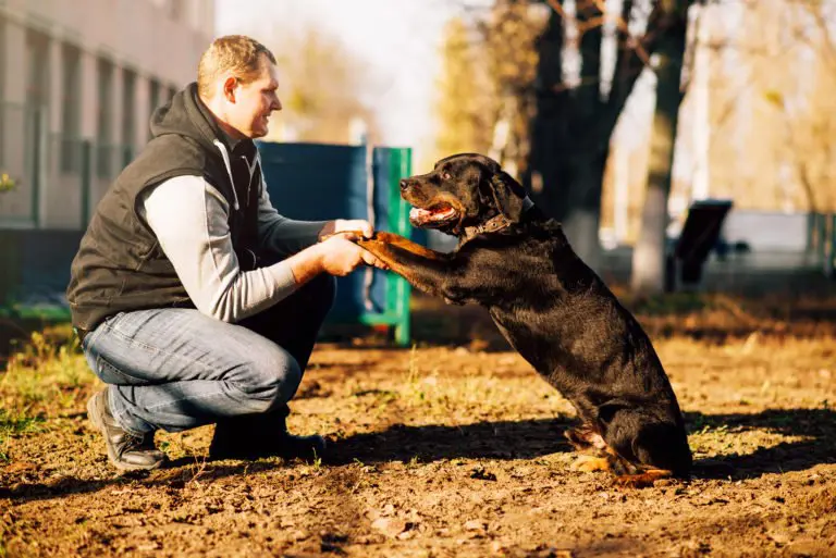 dressage d'un chien âgé