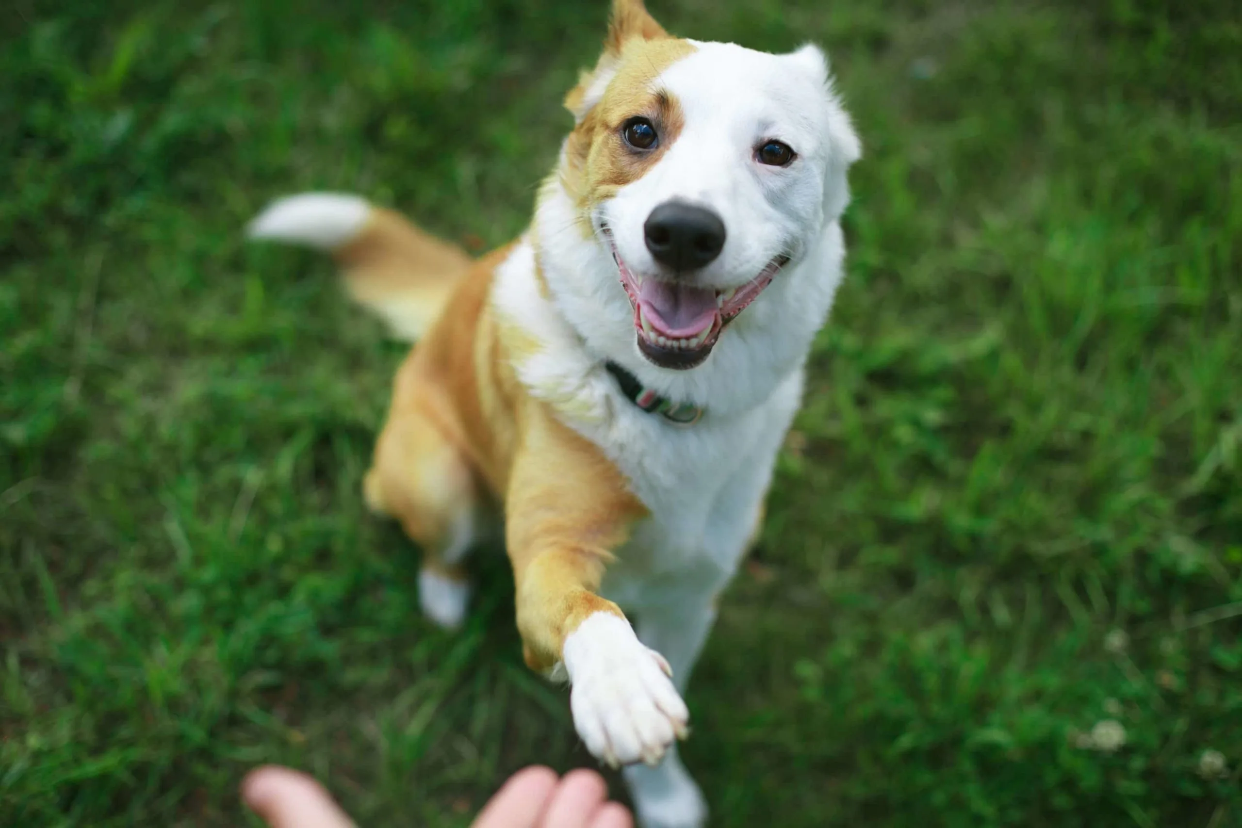éduquer son chien
