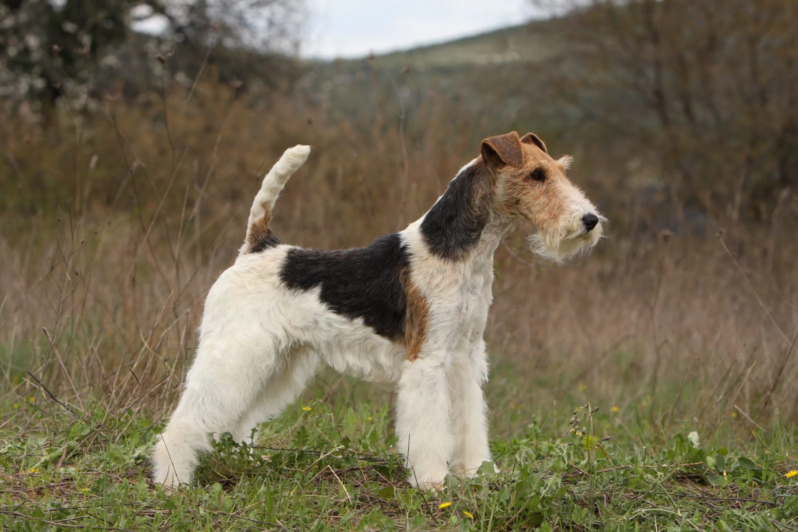 Fox Terrier