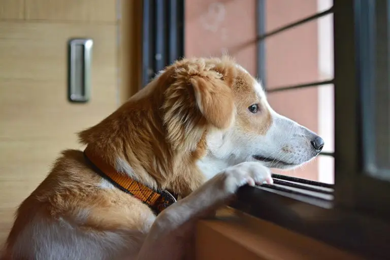 occuper son chien durant vos absences