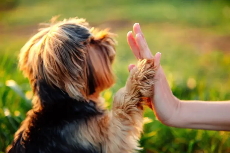 récompenser son chien