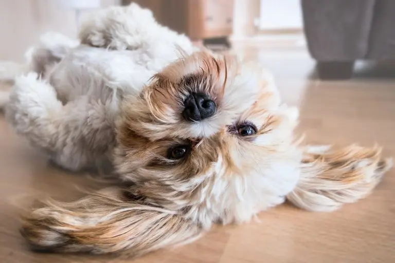 sécuriser la maison pour votre chien