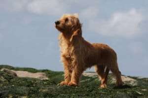 Basset fauve de Bretagne