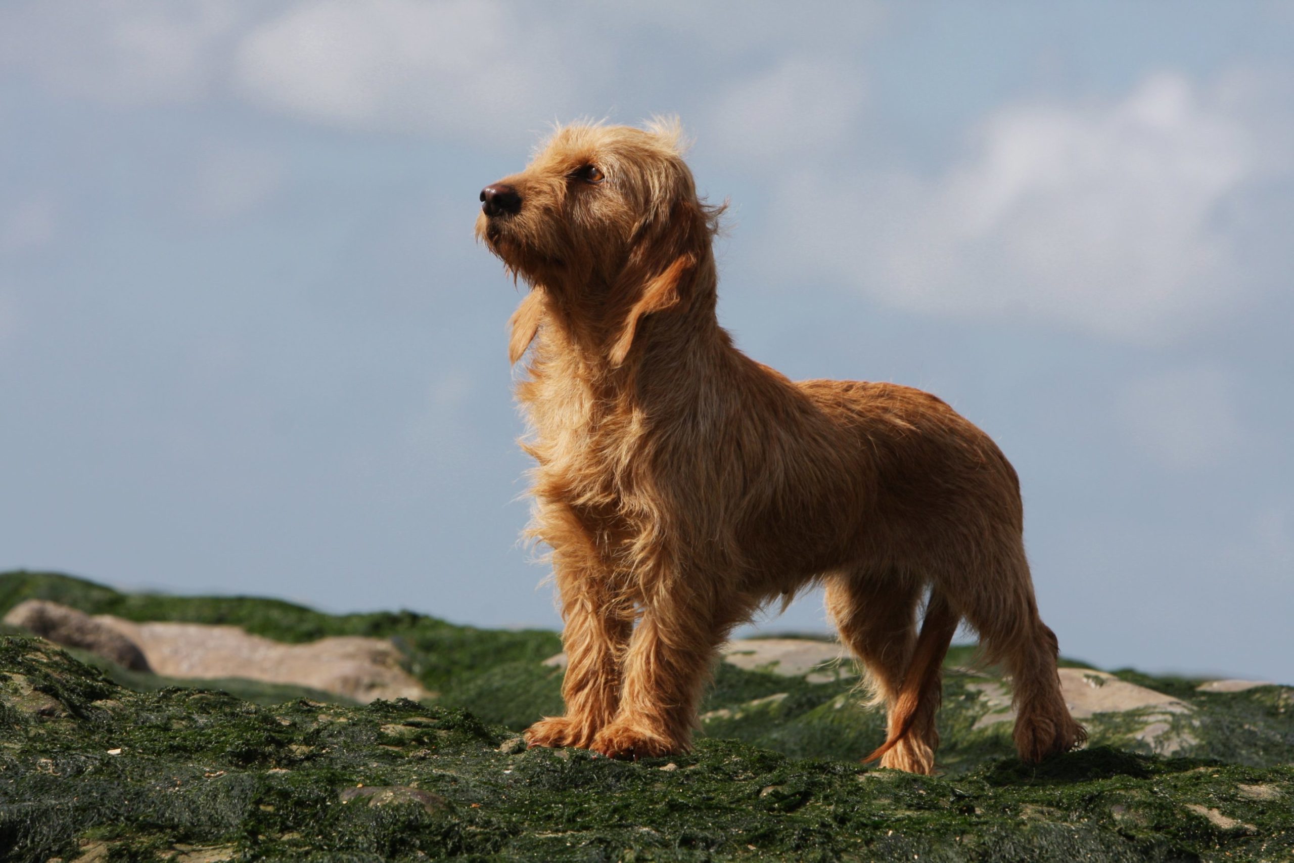 Basset Fauve de Bretagne - portrait