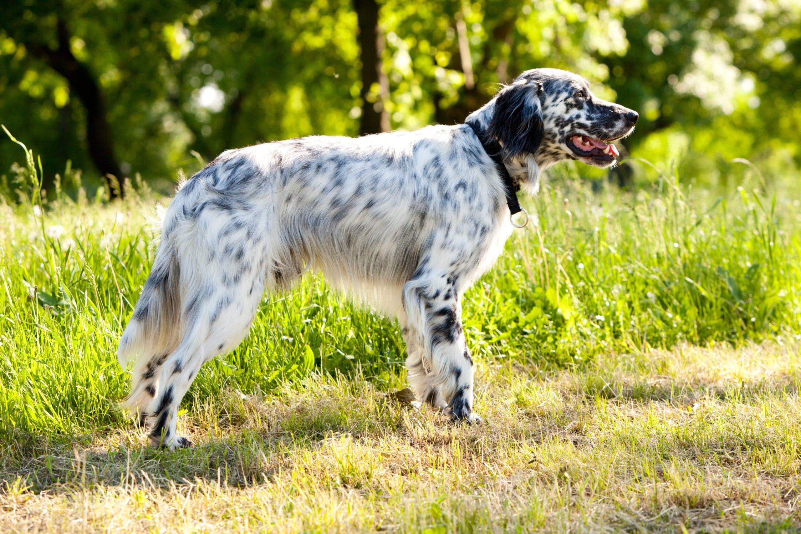 Setter anglais - portrait