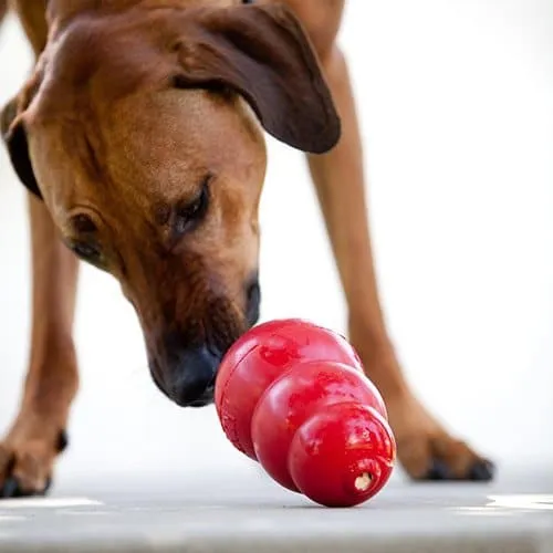 kong classic garni pour occuper son chien