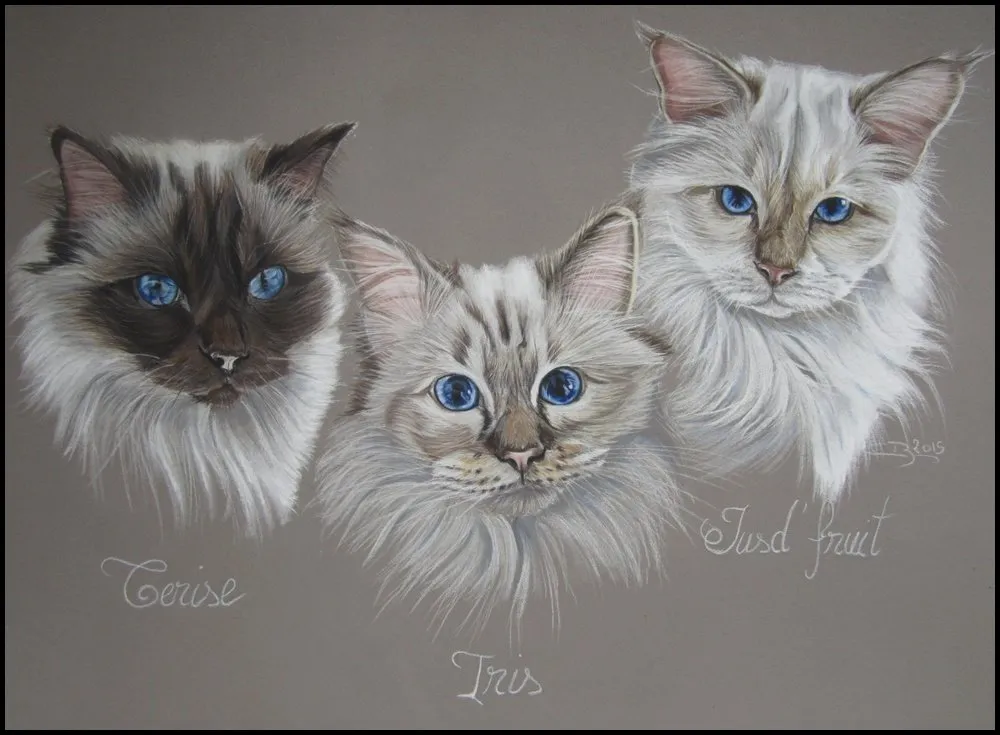 Portrait aux pastels de trois chats aux yeux bleus, Cerise, Iris et Jus d'fruit, par Cindy Barillet
