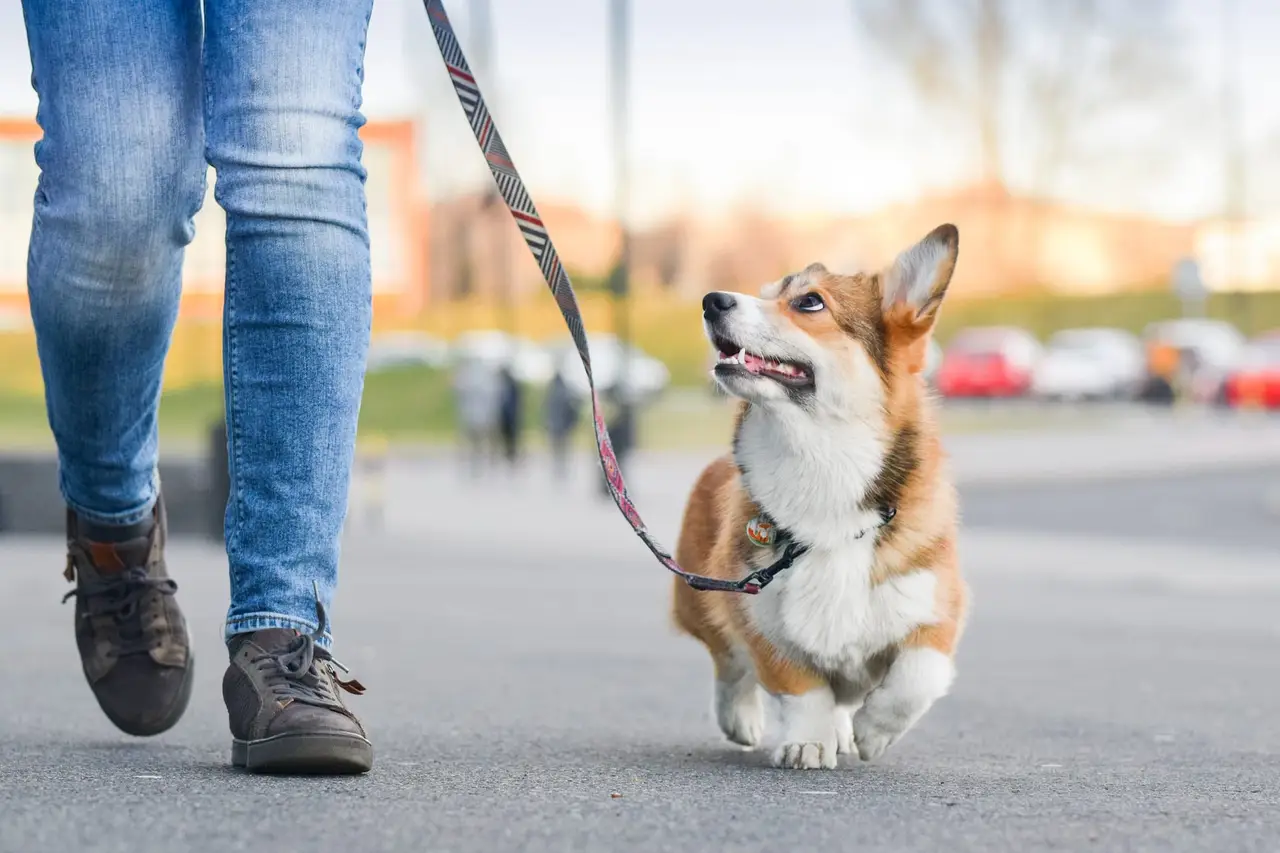apprendre à un chien à marcher en laisse sans tirer
