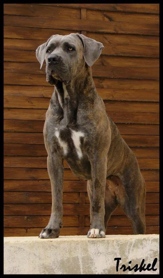 Cane Corso debout