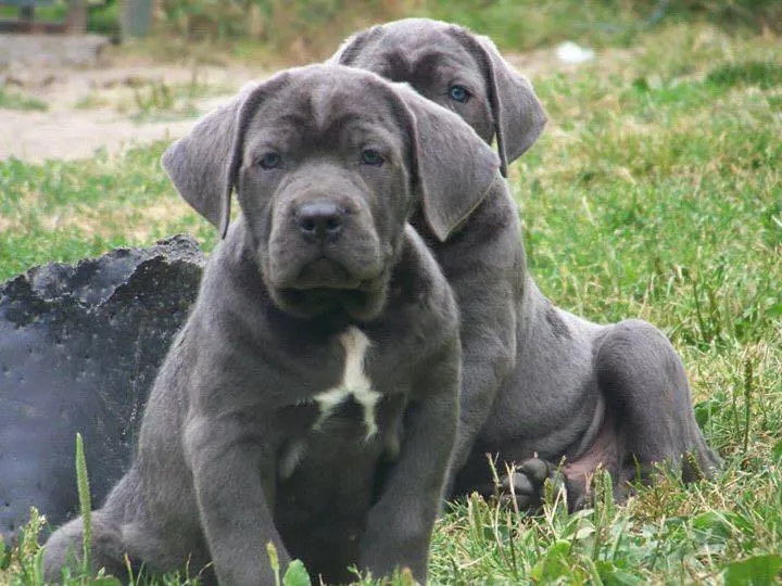 Cane Corso chiots