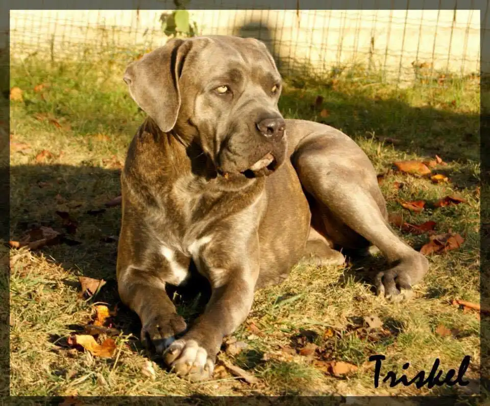 Cane Corso allongé au soleil