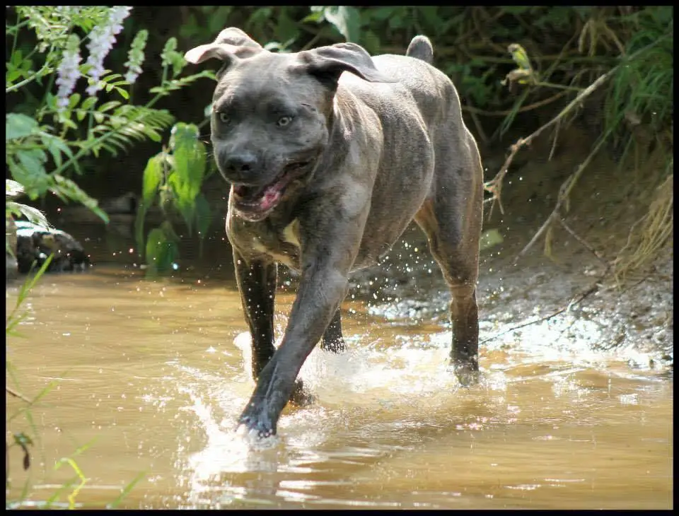 Cane Corso dans l'eau