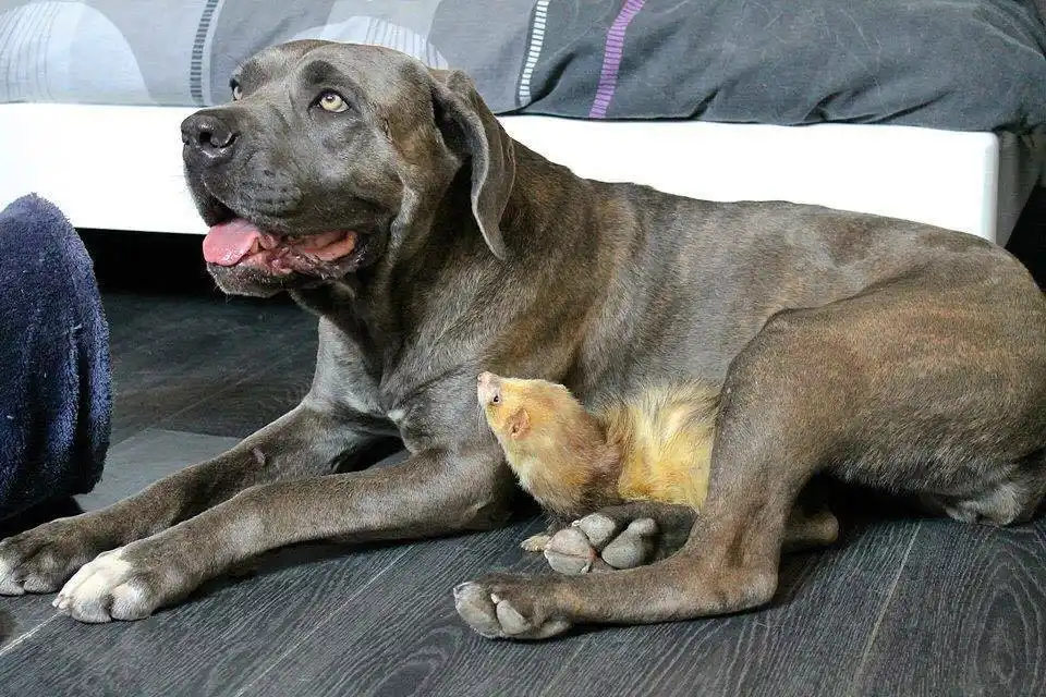 Cane Corso avec un furet