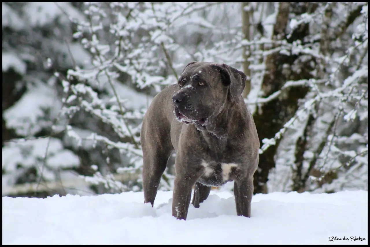 Cane Corso dans la neige