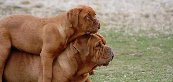 deux Dogue de Bordeaux