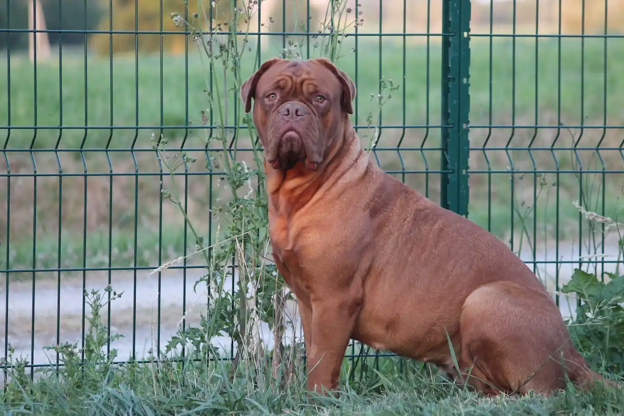 Dogue de Bordeaux assis