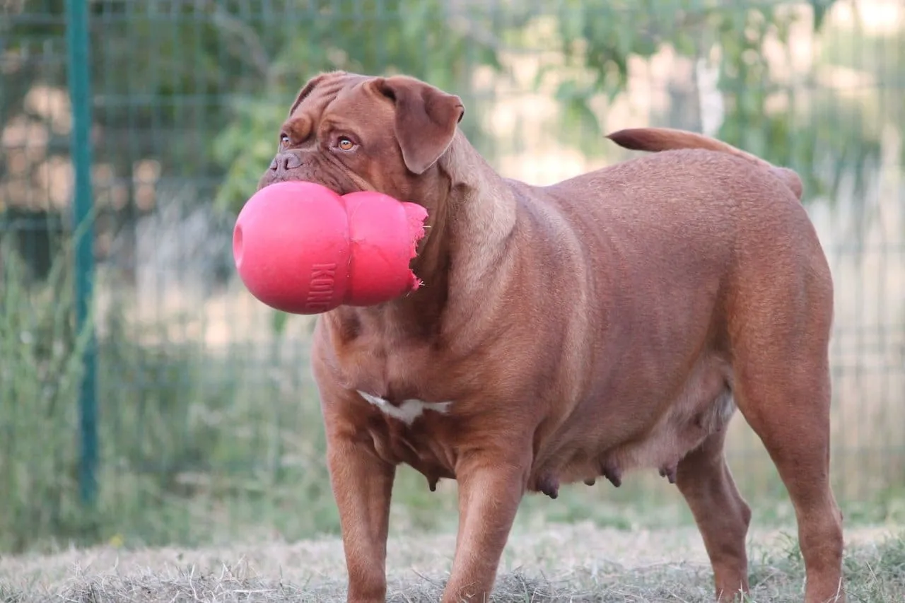 Dogue de Bordeaux avec son Kong XXL