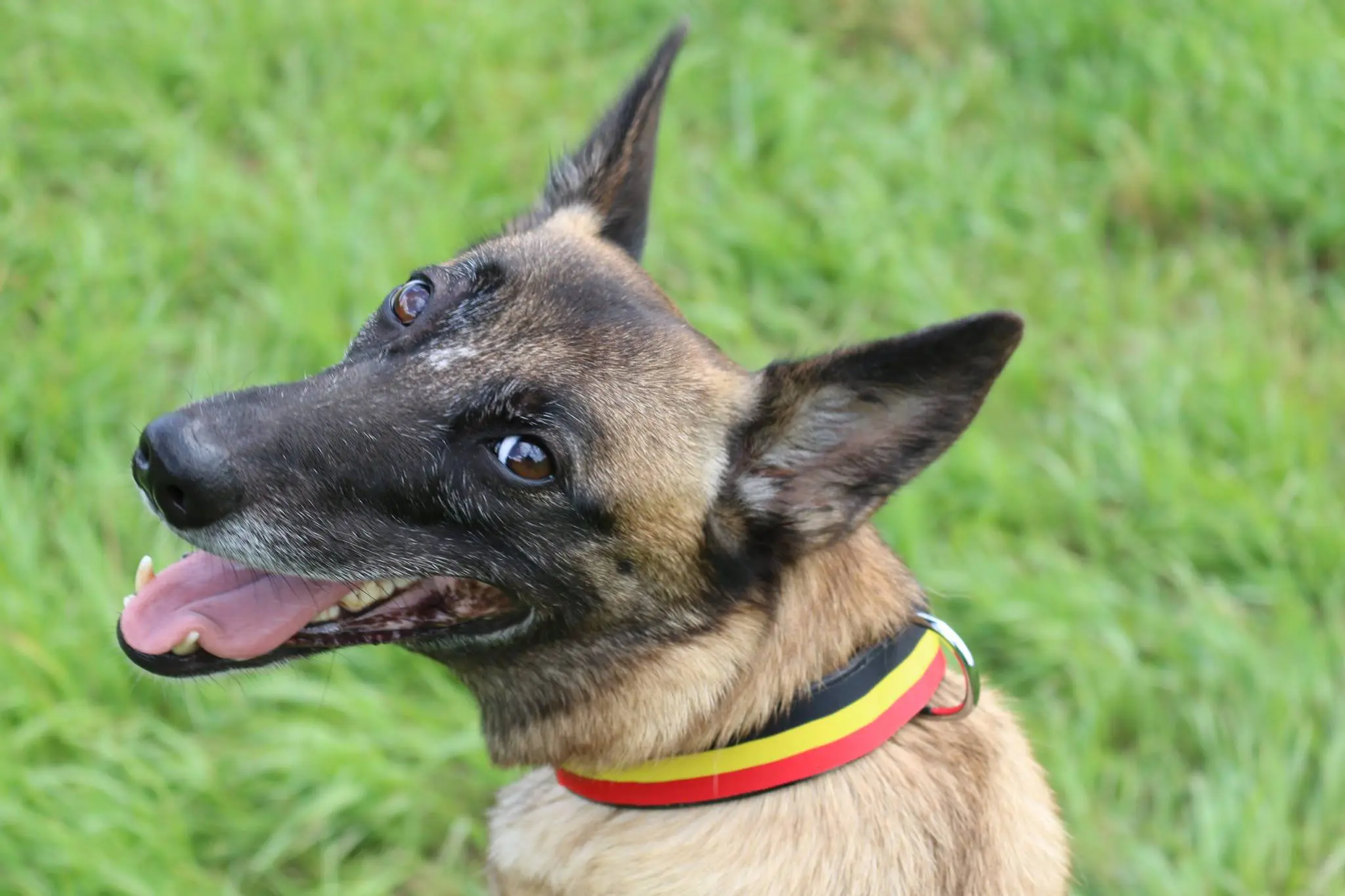 Berger Belge Malinois
