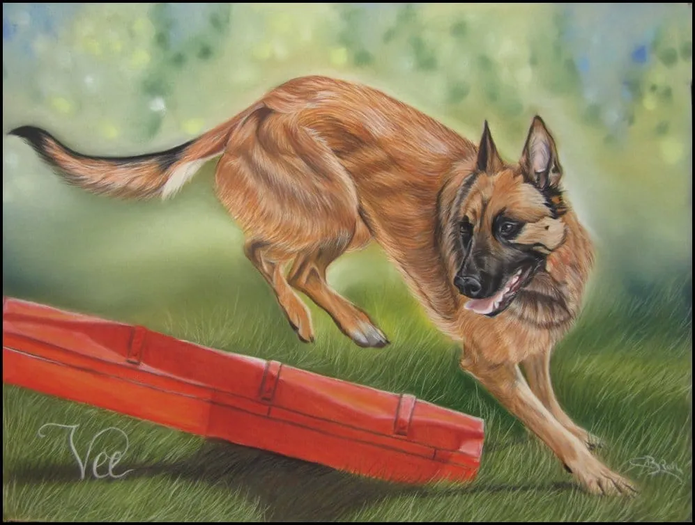 malinois pastels