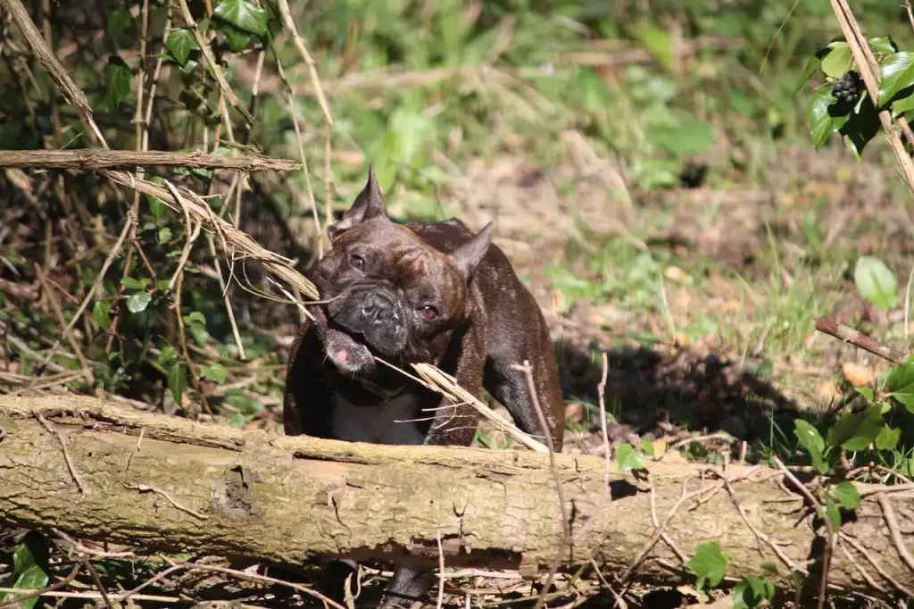 Bouledogue Français en forêt