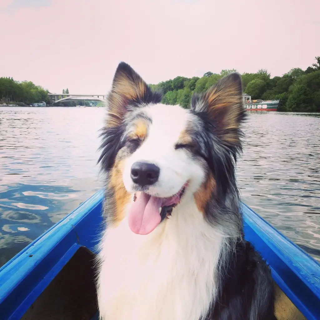 Berger Australien sur l'Erdre