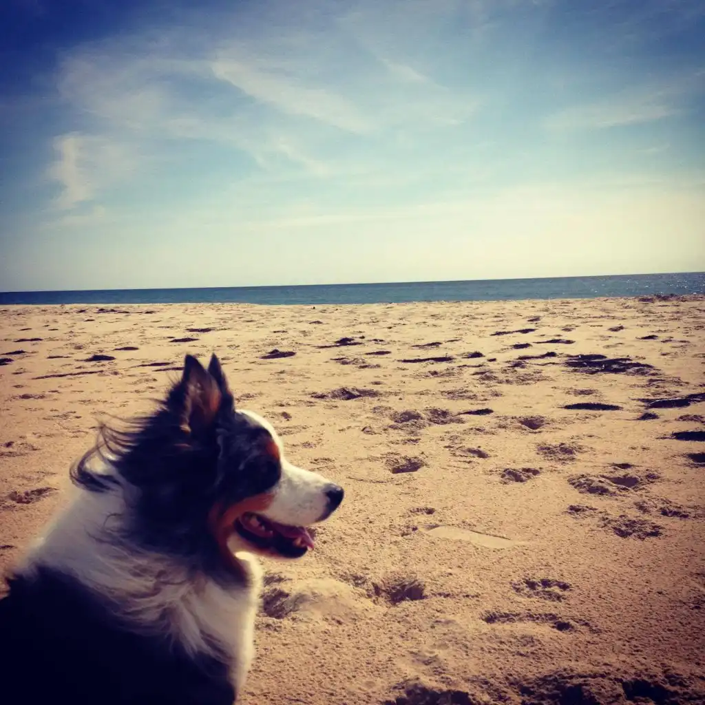Berger Australien à la plage