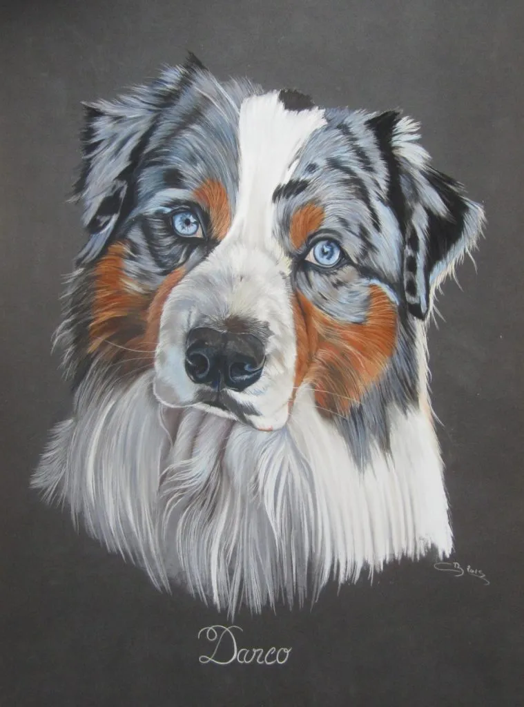 portrait de berger australien