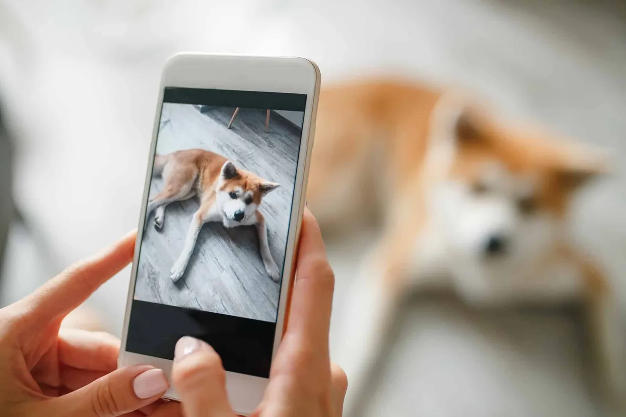 surveiller son chien