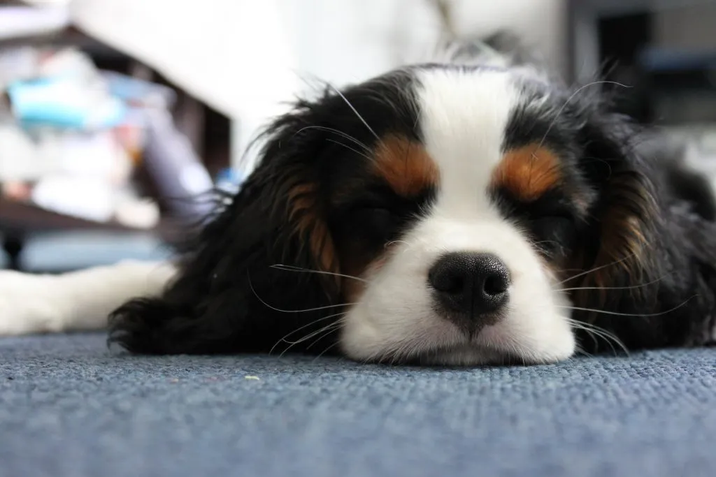CKC-chiot-dormir