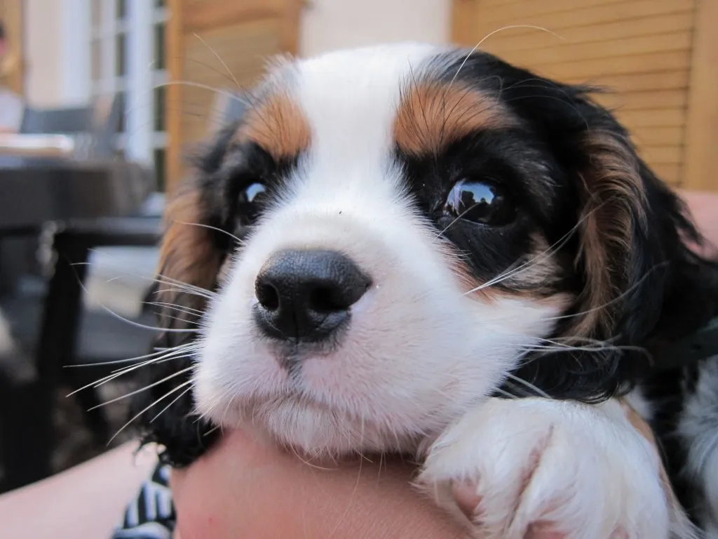 Ckc-chiot