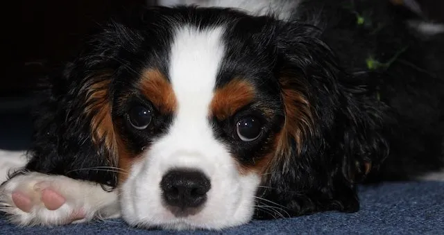 Cavalier King Charles