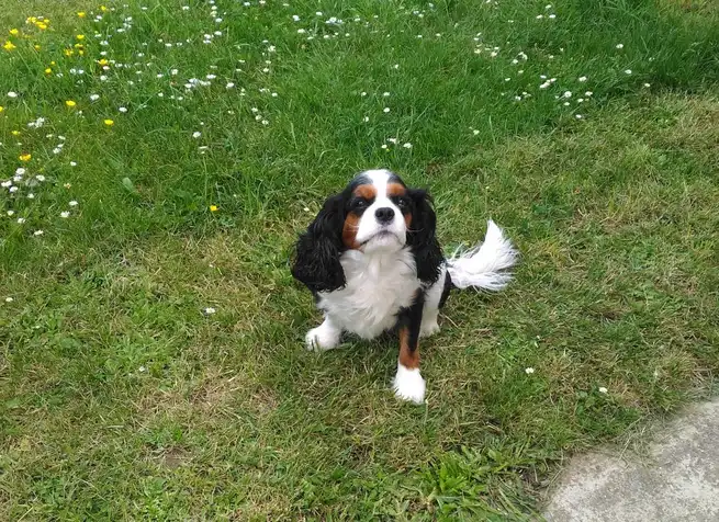 cavalier-king-charles-jardin