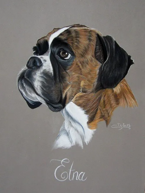 dessin de boxer
