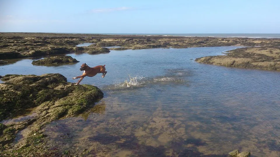 Boxer à la mer