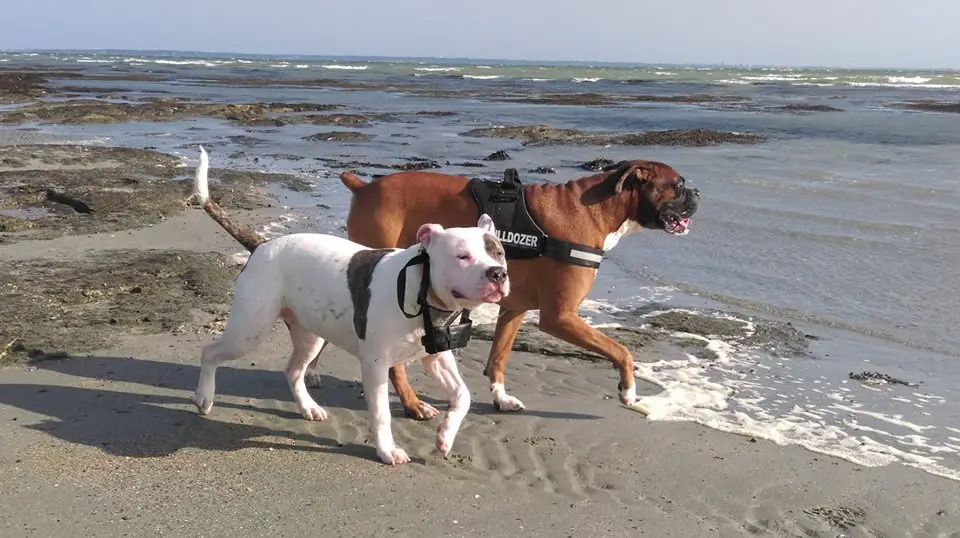 Boxer avec un American Staffordshire Terrier