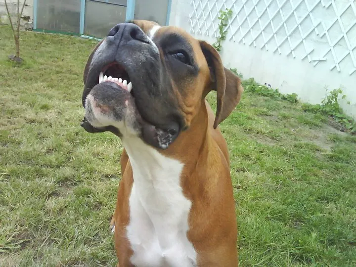 Tête de Boxer