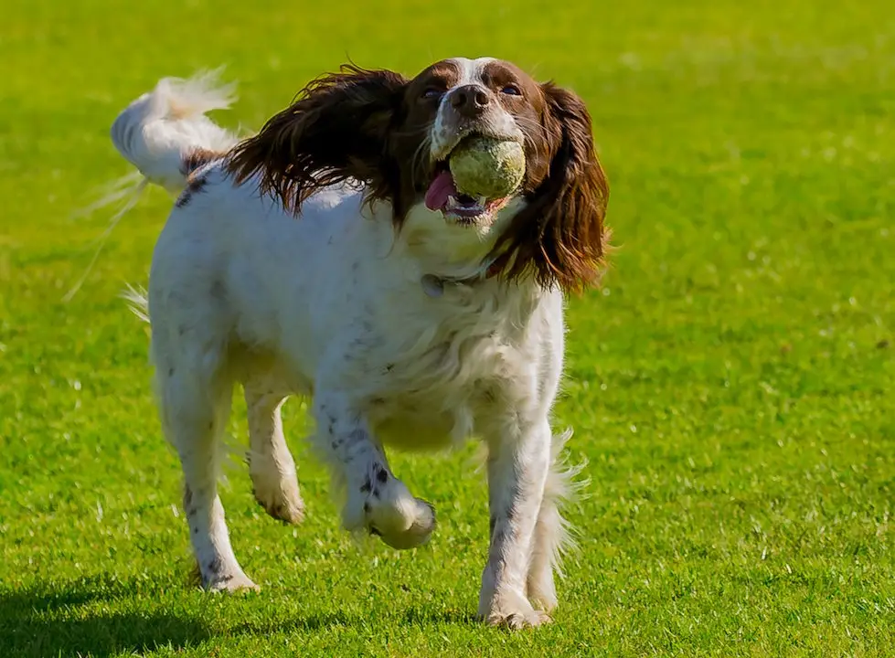 chien-avec-sa-balle