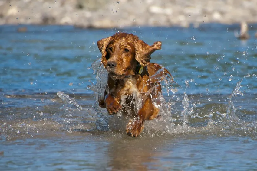 cocker anglais spaniel dans l'eau