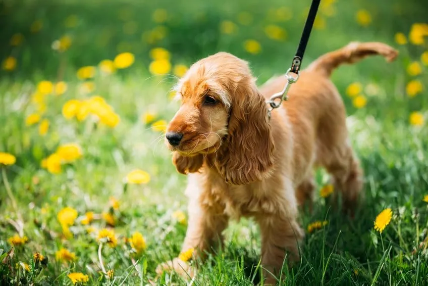 chiot cocker anglais spaniel