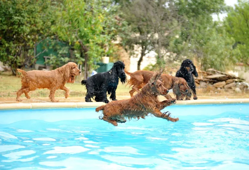 jeu de chiens en piscine