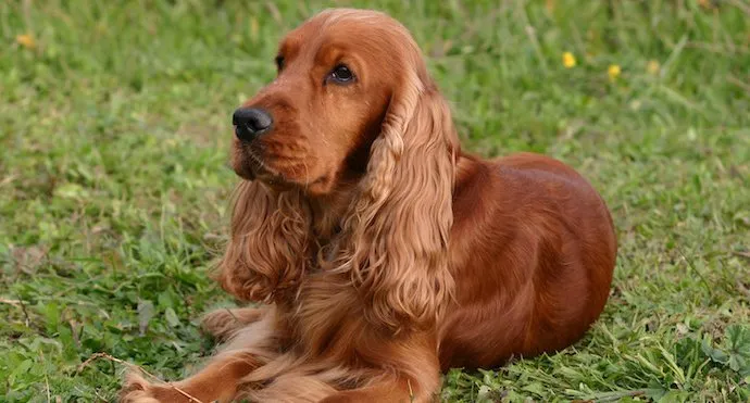 Cocker Spaniel Anglais