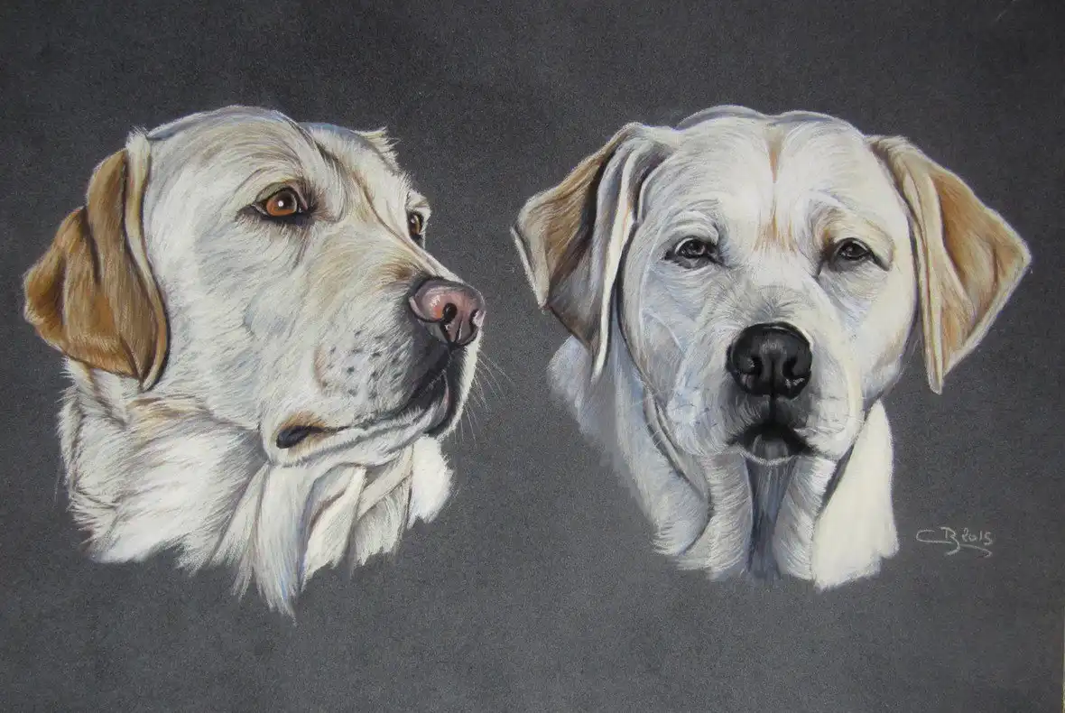 labrador-aux-pastels