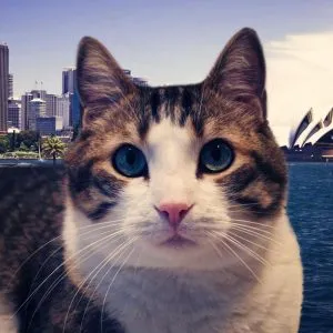 leo-yummypets