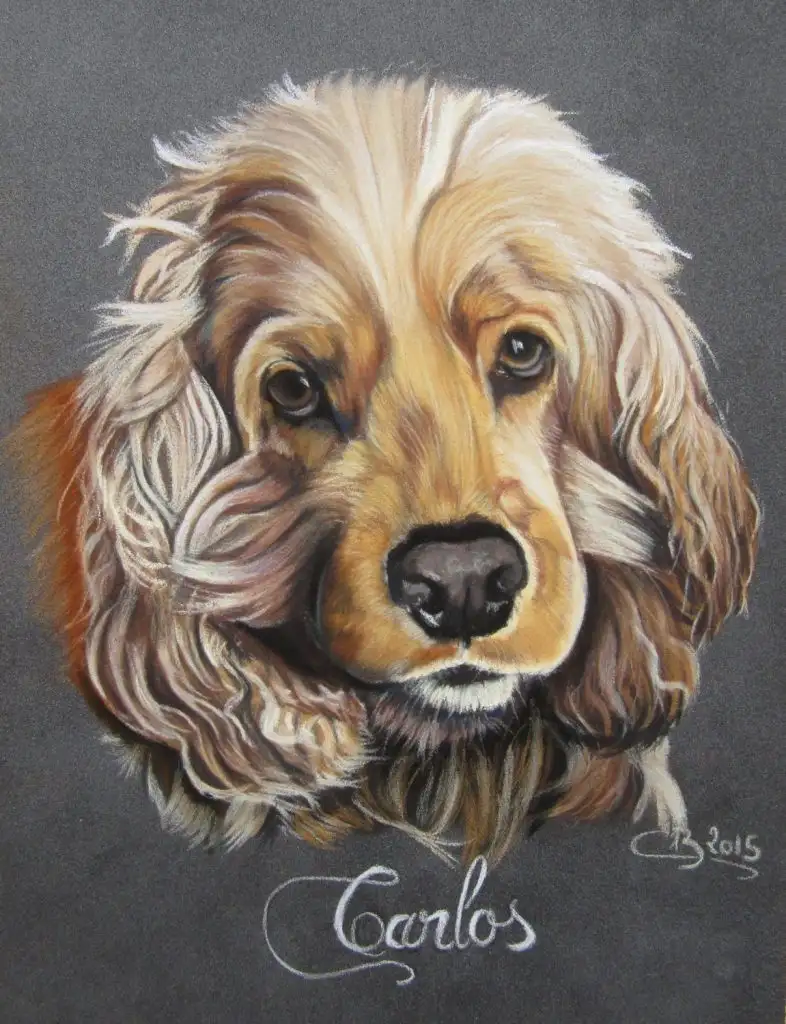 portrait-cocker-spaniel-anglais