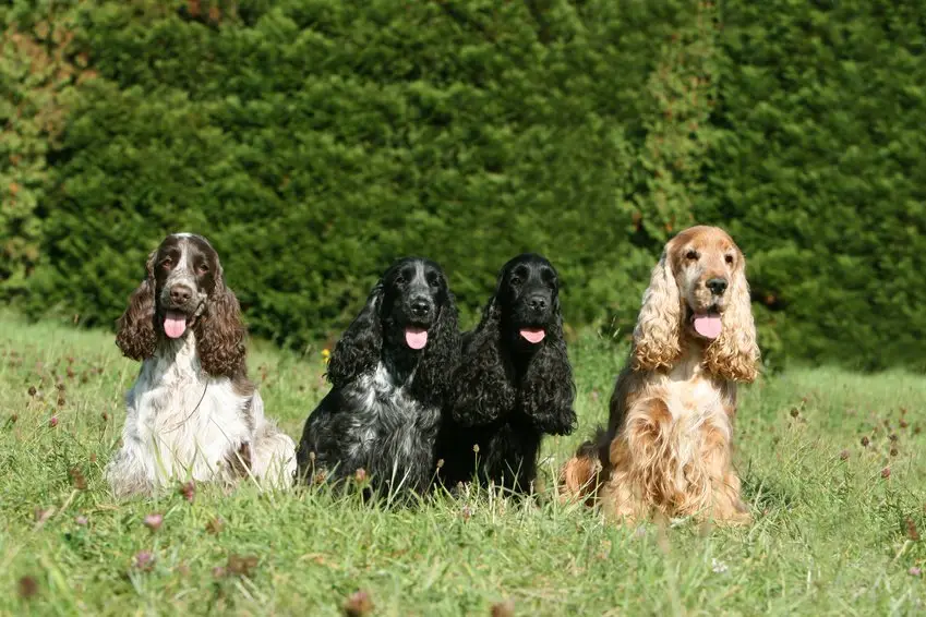 la pose pour quatre cocker spaniel anglais en campagne