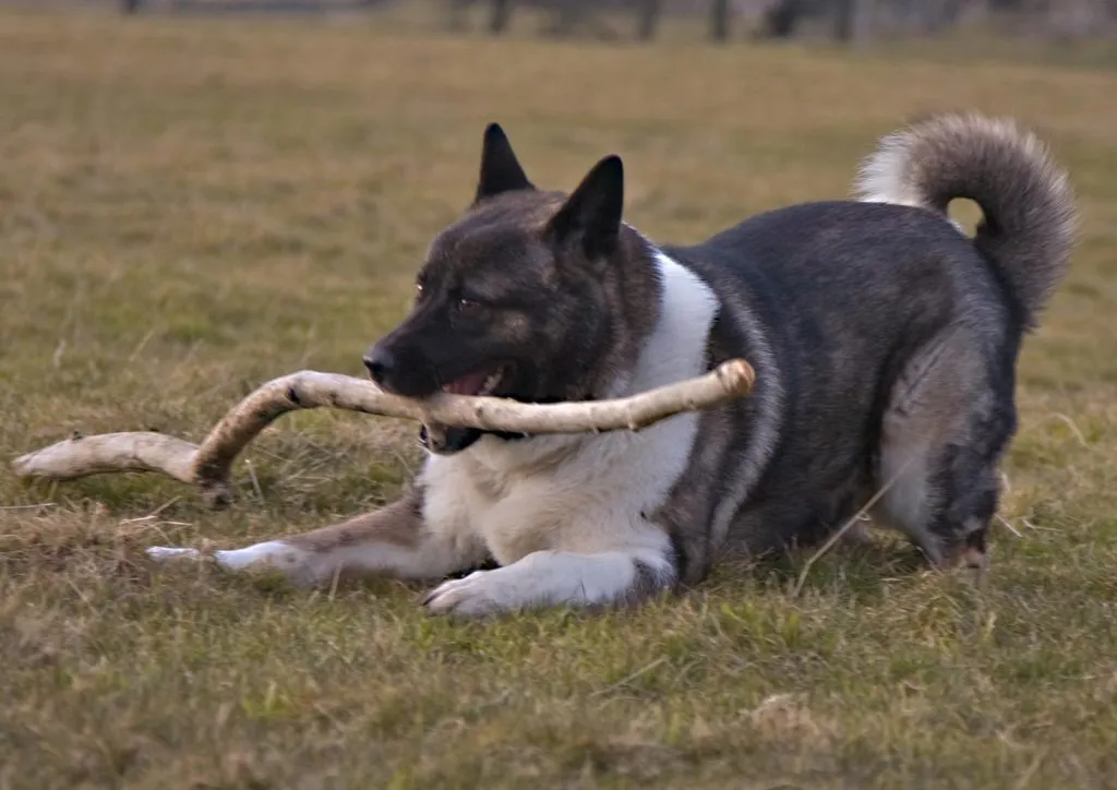 Akita Américain avec un bâton