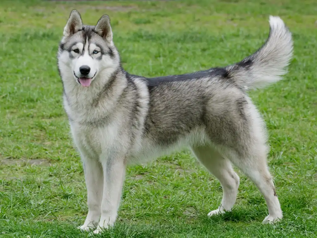 Husky Sibérien