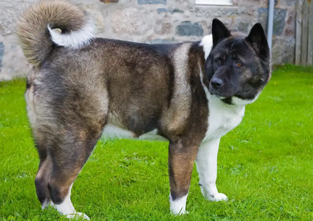 Akita Américain